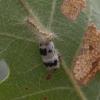 Campopleginae inconnu